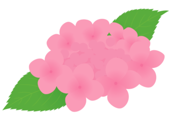 ピンク色のアジサイ（紫陽花）