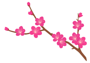 ピンク色のウメ（梅）の花枝