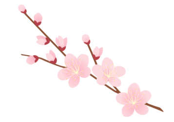 ピンク色のウメ（梅）の花枝