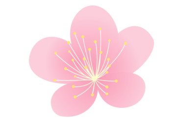 ピンク色のウメ（梅）の花