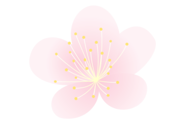 ピンク色のウメ（梅）の花