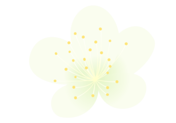 白色のウメ（梅）の花
