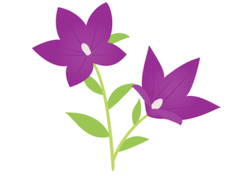 紫色のキキョウ（桔梗）