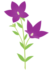 紫色のキキョウ（桔梗）