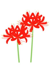 赤いヒガンバナ（彼岸花）