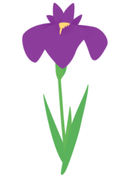 紫色のハナショウブ（花菖蒲）