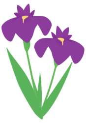 紫色のハナショウブ（花菖蒲）