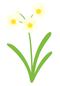 スイセン 水仙 の花 かわいい無料のフリーイラスト素材集