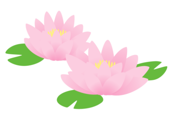 ピンク色のスイレン（睡蓮）の花
