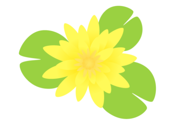 黄色のスイレン（睡蓮）の花