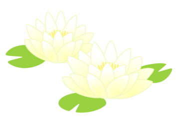 白いスイレン（睡蓮）の花