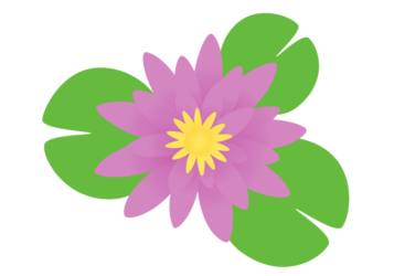 紫色のスイレン（睡蓮）の花