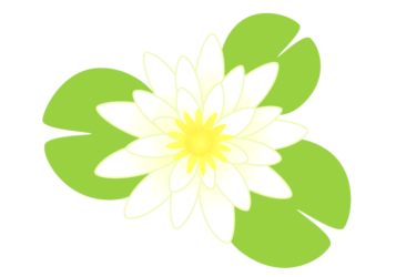 白いスイレン（睡蓮）の花