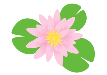 ピンク色のスイレン（睡蓮）の花