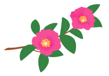 サザンカ（山茶花）の花枝