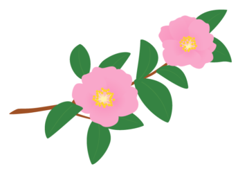 サザンカ（山茶花）の花枝