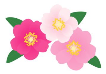 サザンカ（山茶花）の花