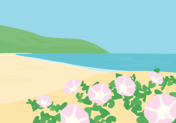 ハマヒルガオが咲く海辺