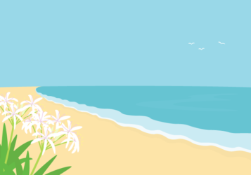 ハマユウが咲く海辺