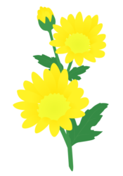黄色のキク（菊）