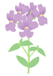 紫色のネメシア