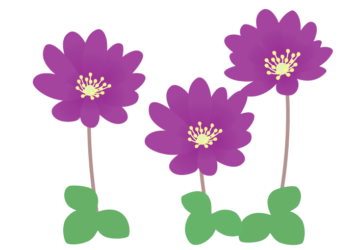 紫色のユキワリソウ（雪割草）