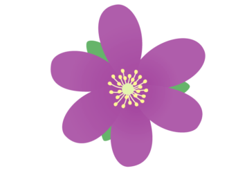 紫色のユキワリソウ（雪割草）
