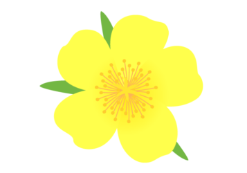 黄色いマツバボタン（松葉牡丹）