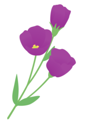 紫色のトルコギキョウ