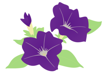 紫色のペチュニア