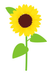 ヒマワリ(向日葵) ヒマワリ(向日葵)