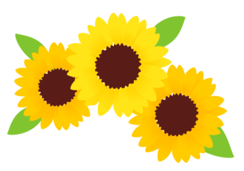 ヒマワリ(向日葵) ヒマワリ(向日葵)