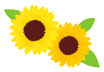 ヒマワリ(向日葵) ヒマワリ(向日葵)