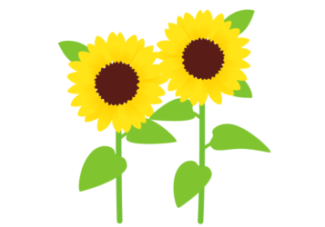 ヒマワリ(向日葵) ヒマワリ(向日葵)