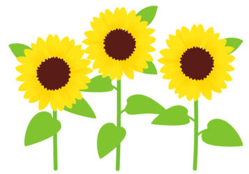 ヒマワリ(向日葵) ヒマワリ(向日葵)