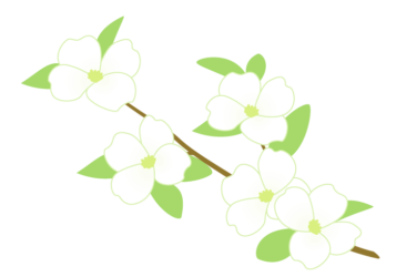 白いハナミズキ（花水木）