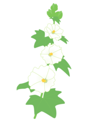 白色のタチアオイ（立葵）