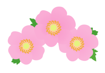 ピンク色のシュウメイギク（秋明菊）