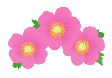 ピンク色のシュウメイギク（秋明菊）