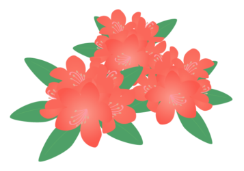 赤色のシャクナゲ（石楠花）