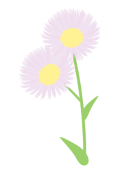 ハルジオン（春紫菀）