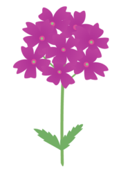 紫色のバーベナ