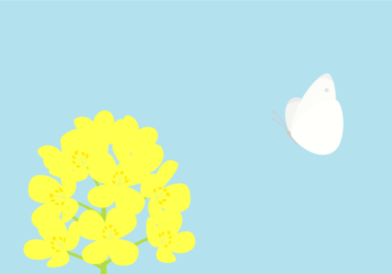モンシロチョウ（紋白蝶）とナノハナ（菜の花）