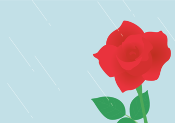 深紅のバラ（薔薇）と雨