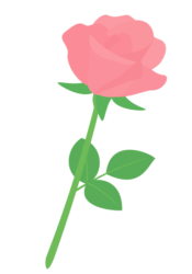 ピンクのバラ（薔薇）