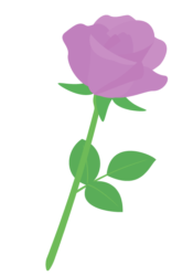 紫色のバラ（薔薇）
