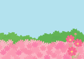 ピンク色のコスモス畑（秋桜畑）の風景