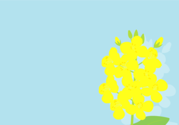 ナノハナ（菜の花）の風景