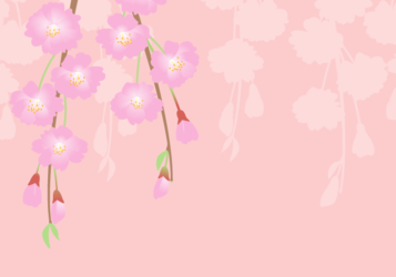 サクラ（桜）の風景（ヤエベニシダレ）