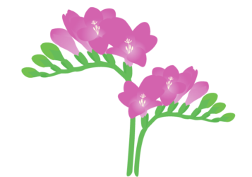 紫色のフリージア